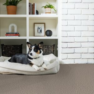 Carpet flooring | Bob & Pete's Floors